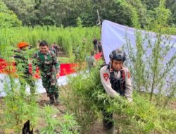 Brimob Polda Aceh Ungkap 25 Hektare Ladang Ganja di Nagan Raya