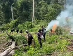 Ditpidnarkoba Bareskrim Polri Lakukan Pemusnahan 25 Hektare Ladang Ganja di Nagan Raya