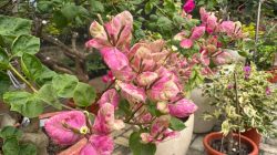 Tekuni Budidaya Bougenville, Daniel Raup Jutaan Rupiah