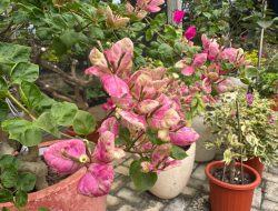 Tekuni Budidaya Bougenville, Daniel Raup Jutaan Rupiah