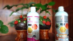 Pupuk Hayati LBF dan OLT Terbukti Pacu Pertumbuhan Tanaman Hingga Panen