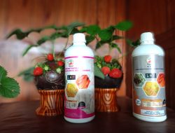 Pupuk Hayati LBF dan OLT Terbukti Pacu Pertumbuhan Tanaman Hingga Panen