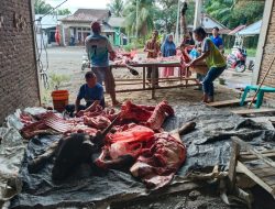 Desa Blang Baro Sambut Ramadhan dengan Potong Sapi dan santuni anak yatim-piatu 