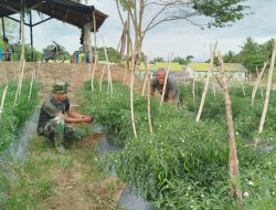 Satgas TMMD Kodim 0105/Abar Tancap Gas Dari Bangun Jalan Hingga Perkuat Ketahanan Pangan