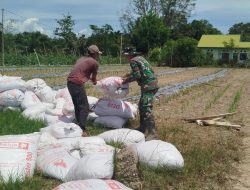 Satgas TMMD Reguler ke-127 Kodim 0105/Abar Wujudkan Infrastruktur Hebat, Fondasi Pangan Kian Kuat