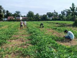 Personel Satgas TMMD Kodim 0105/Abar Bersama Masyarakat Pruning Tanaman Semangka Agar Berbuah Maksimal