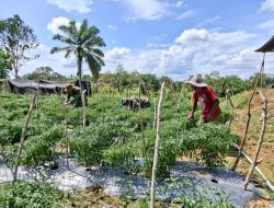 Di Balik Infrastruktur Hebat ada Ketahanan Pangan Yang Kuat, Satgas TMMD Kodim 0105/Abar Tinggalkan Warisan Kebun 