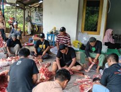 Tebar Kepedulian Idul Adha, PDM Purwakarta Sembelih 3 Sapi dan 5 Kambing